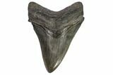 Serrated, Fossil Megalodon Tooth - Georgia #107240-1